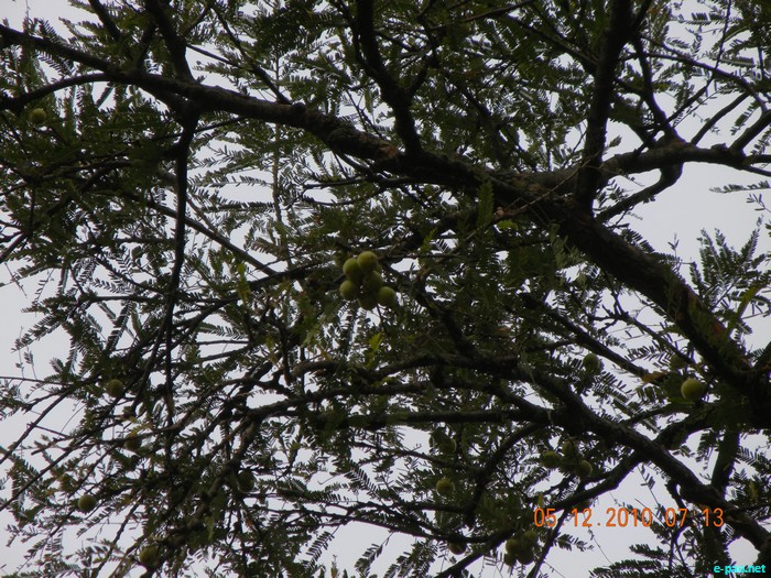 Lalbagh, Bangalore :: December 2010
