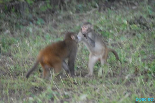 Guwahati Zoo :: September 2010