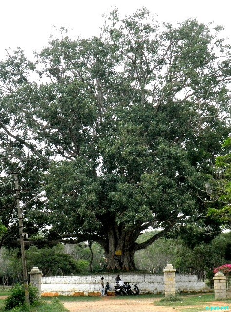 Binoranjan Oinam clicks in Mysore 2010