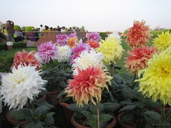 Lotus Temple , New Delhi :: 2008