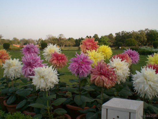 Lotus Temple , New Delhi :: 2008