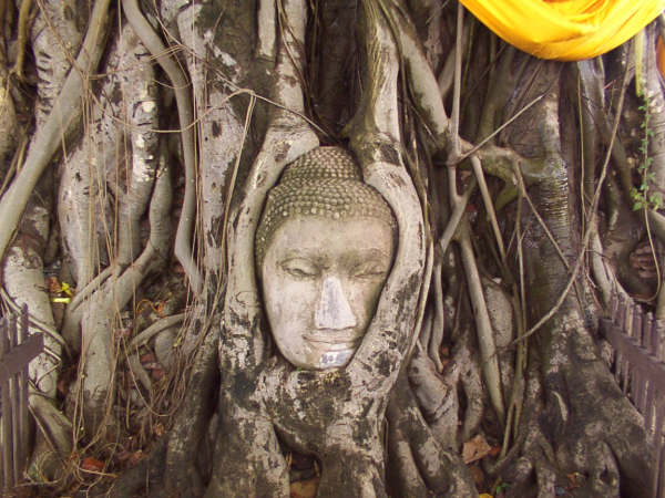 A Buddha statue at Ayuthaya, Thailand