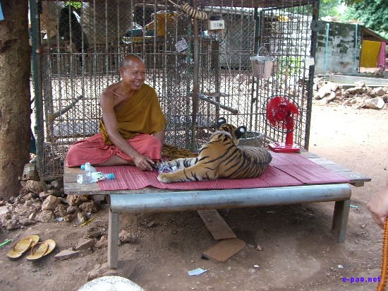 Tiger Temple at Kanchanaburi :: Thailand 2008