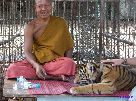 Tiger Temple at Kanchanaburi :: Thailand 2008