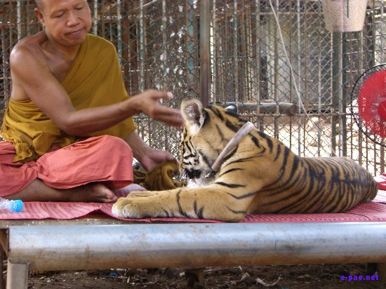 Tiger Temple at Kanchanaburi :: Thailand 2008