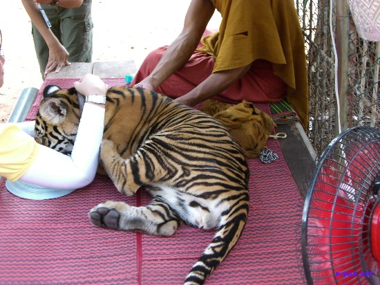 Tiger Temple at Kanchanaburi :: Thailand 2008