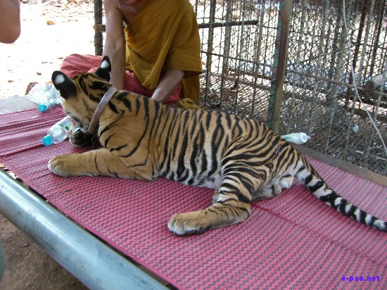 Tiger Temple at Kanchanaburi :: Thailand 2008