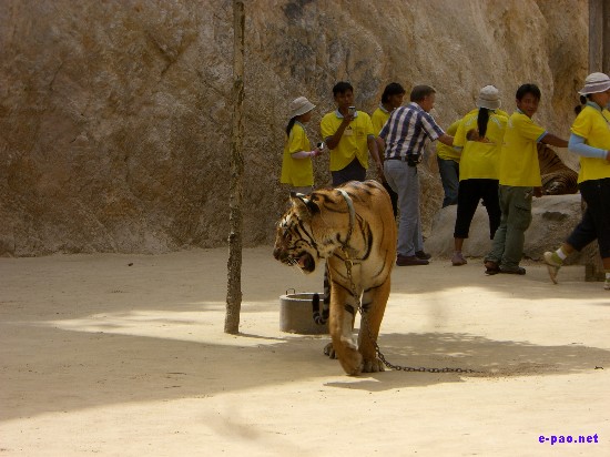 Tiger Temple at Kanchanaburi :: Thailand 2008