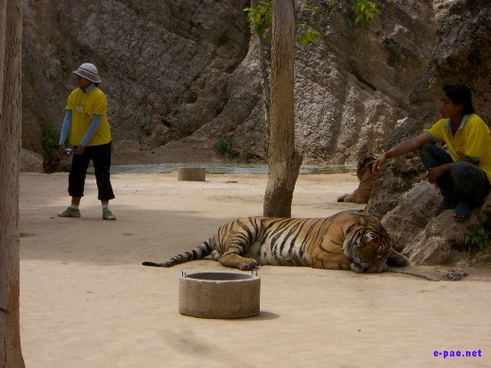 Tiger Temple at Kanchanaburi :: Thailand 2008