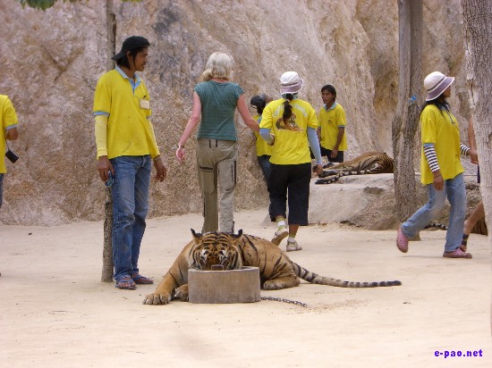 Tiger Temple at Kanchanaburi :: Thailand 2008