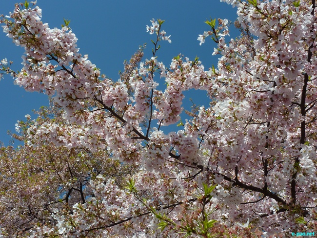 Cherry Blossom Festival at Washington DC  :: April 04 2010