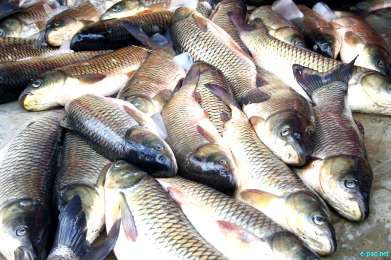 Fish Fair cum Fish crop competition, 2012  at  Hapta Kangjeibung, Imphal :: 14  November, 2012