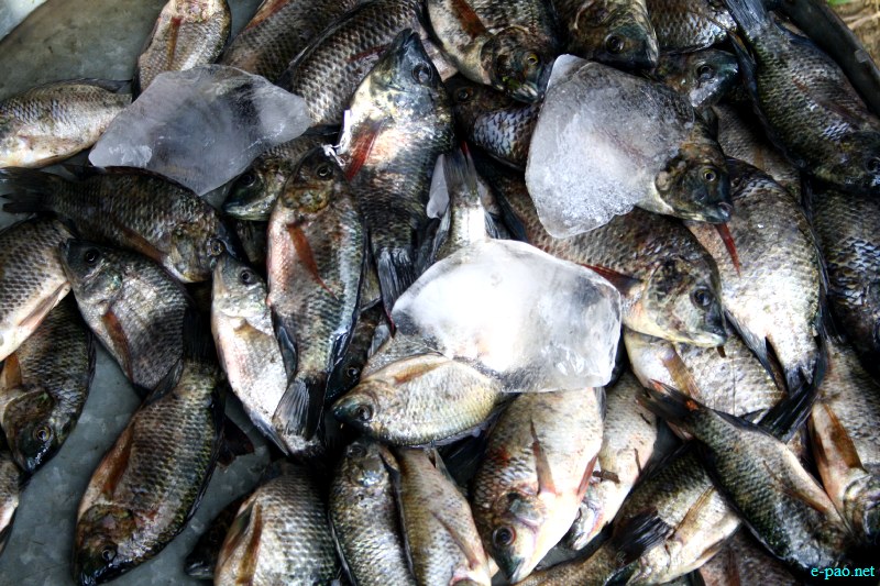 Fish Fair cum Fish crop competition, 2012  at  Hapta Kangjeibung, Imphal :: 14  November, 2012