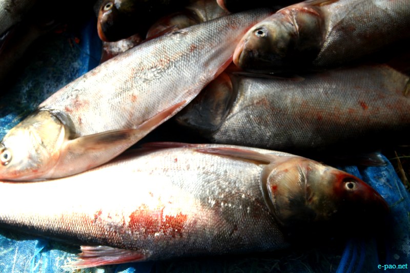 Fish Fair cum Fish crop competition, 2012  at  Hapta Kangjeibung, Imphal :: 14  November, 2012