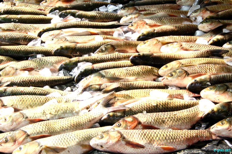 Fish Fair cum Fish crop competition, 2012  at  Hapta Kangjeibung, Imphal :: 14  November, 2012
