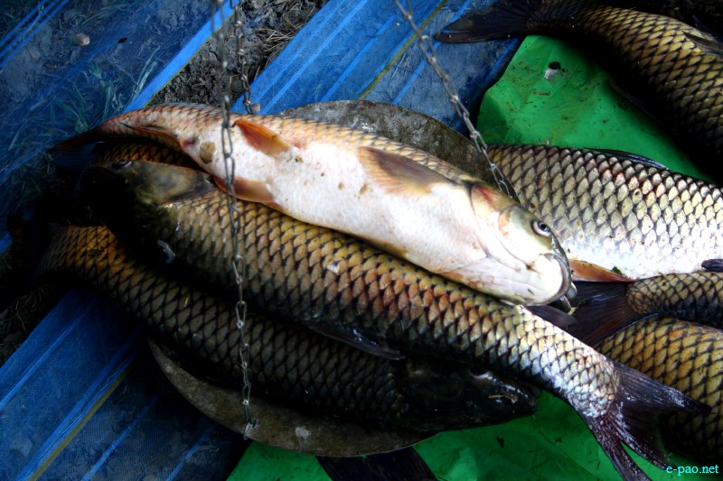 Fish Fair cum Fish crop competition, 2012  at  Hapta Kangjeibung, Imphal :: 14  November, 2012