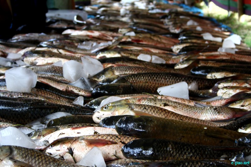Fish Fair cum Fish crop competition, 2012  at  Hapta Kangjeibung, Imphal :: 14  November, 2012
