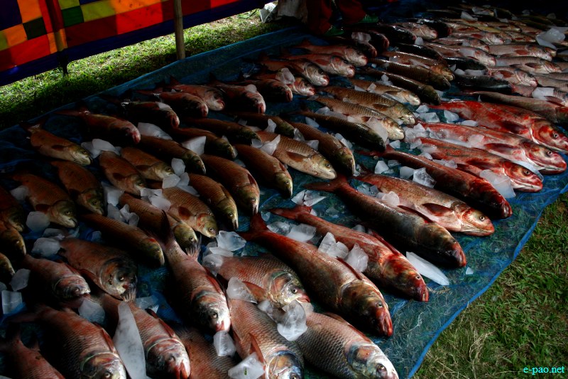 Fish Fair cum Fish crop competition, 2012  at  Hapta Kangjeibung, Imphal :: 14  November, 2012