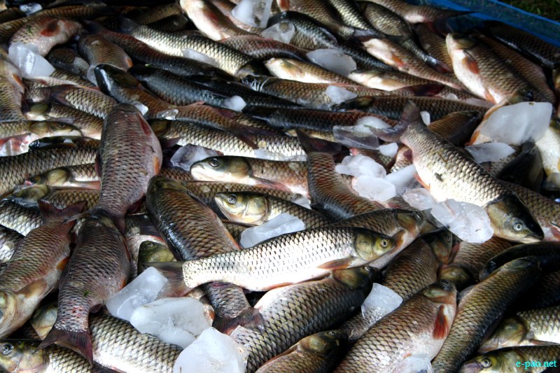 Fish Fair cum Fish crop competition, 2012  at  Hapta Kangjeibung, Imphal :: 14  November, 2012