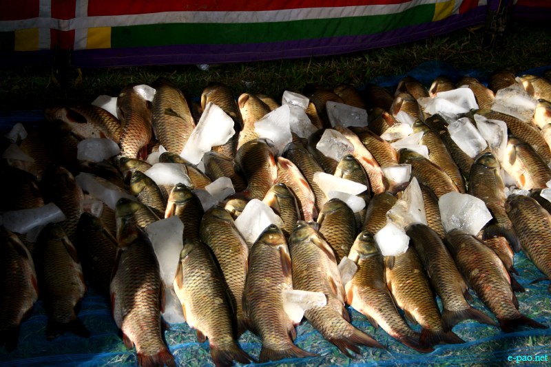 Fish Fair cum Fish crop competition, 2012  at  Hapta Kangjeibung, Imphal :: 14  November, 2012