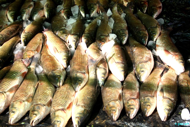 Fish Fair cum Fish crop competition, 2012  at  Hapta Kangjeibung, Imphal :: 14  November, 2012