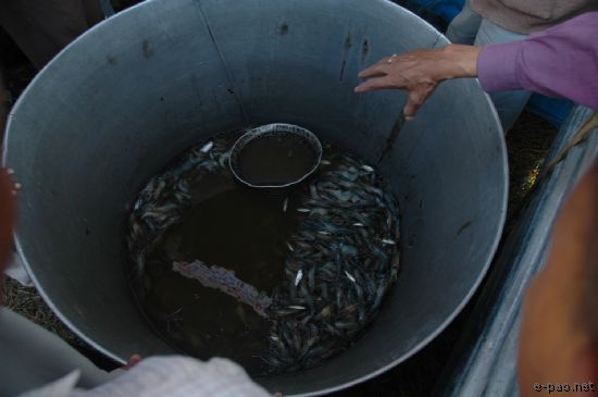 Fish Fair for Ningol Chakouba at Pologround, Imphal :: 10-11 November 2007