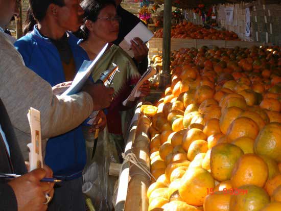 Orange Festival 2005