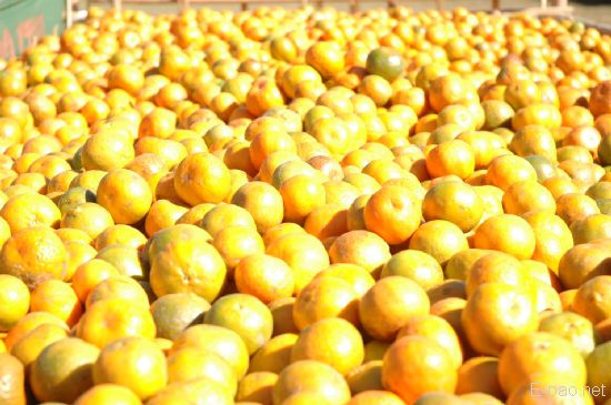 Miss Orange 2007 :: Tamenglong