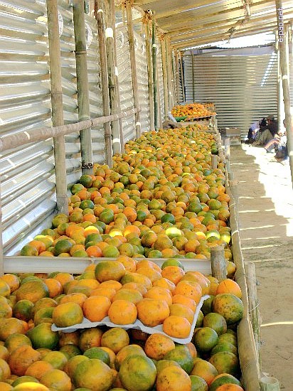 5th State Level Orange Festival 2008 :: Tamenglong