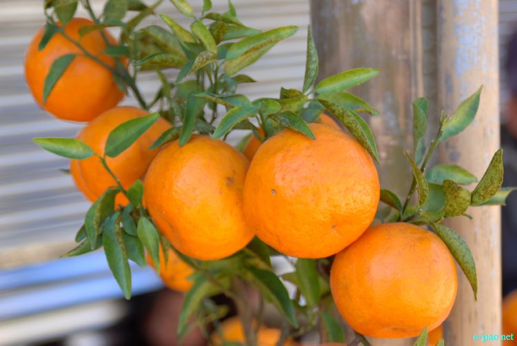 8th State Level Orange festival 2011 at Tamenglong :: 16 December 2011