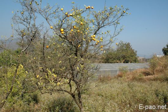 4th Kachai Lemon Festival :: 19th January 2008