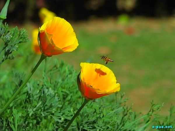 Salam Chinglenkhomba's Flower Photogragy photos :: 2009