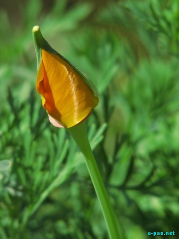 Salam Chinglenkhomba's Flower Photogragy photos :: 2009