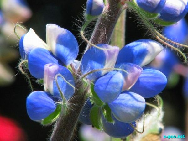 Salam Chinglenkhomba's Flower Photogragy photos :: 2009
