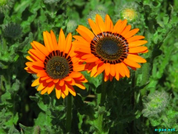 Salam Chinglenkhomba's Flower Photogragy photos :: 2009