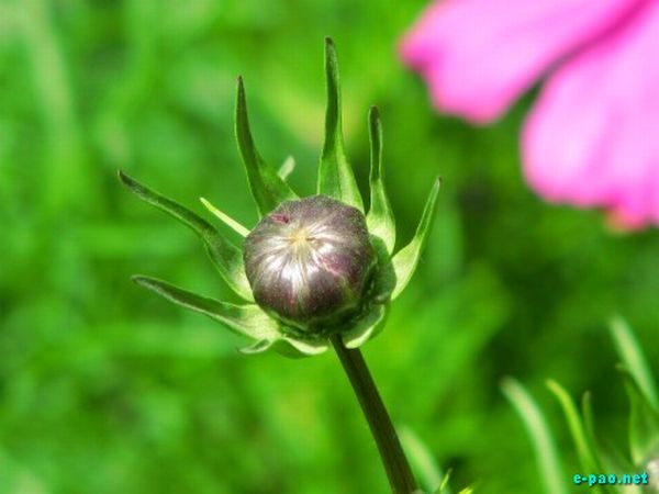 Salam Chinglenkhomba's Flower Photogragy photos :: 2009