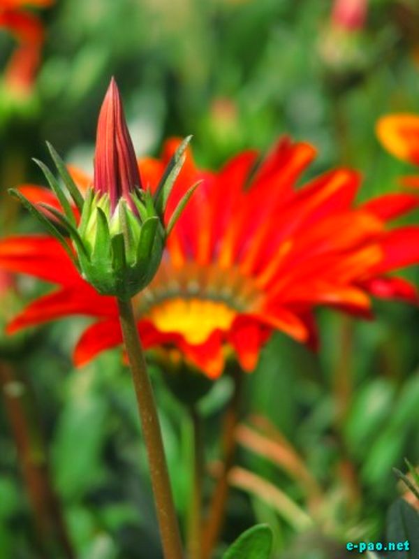 Salam Chinglenkhomba's Flower Photogragy photos :: 2009
