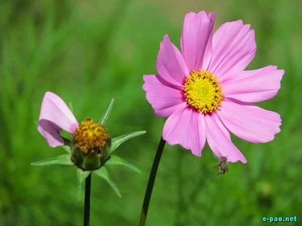 Salam Chinglenkhomba's Flower Photogragy photos :: 2009