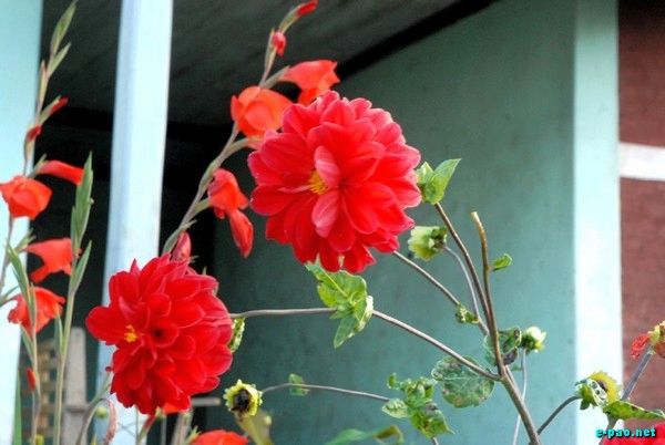 Flora of Dzuko Valley and Mao :: July 2009