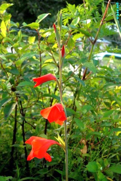 Flora of Dzuko Valley and Mao :: July 2009