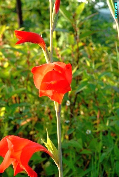 Flora of Dzuko Valley and Mao :: July 2009