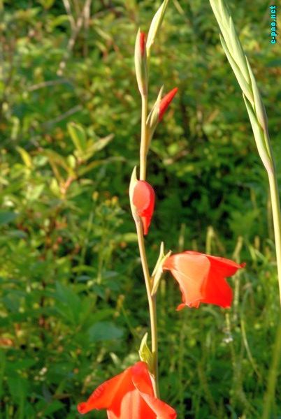 Flora of Dzuko Valley and Mao :: July 2009