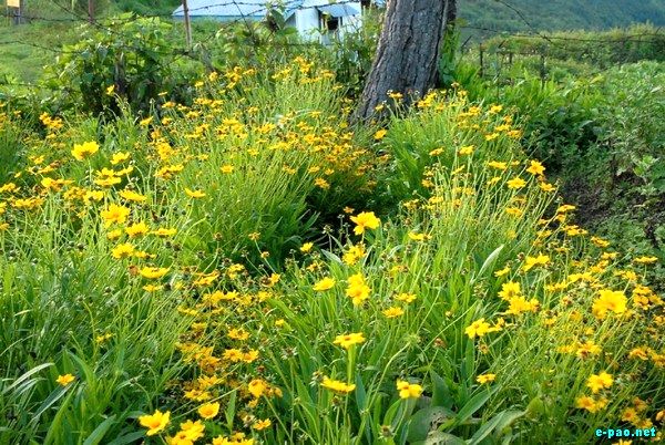 Flora of Dzuko Valley and Mao :: July 2009