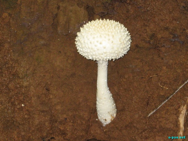 Wild Mushrooms found in Manipur :: October 2009