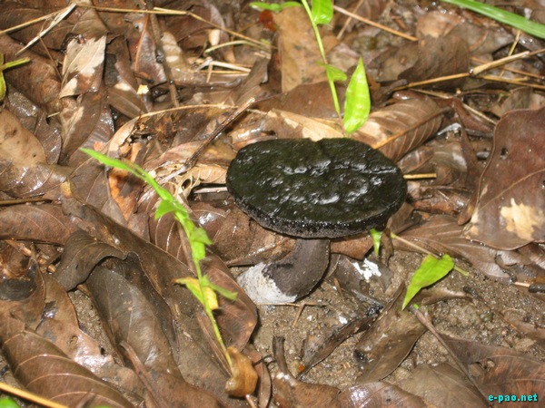 Wild Mushrooms found in Manipur :: October 2009