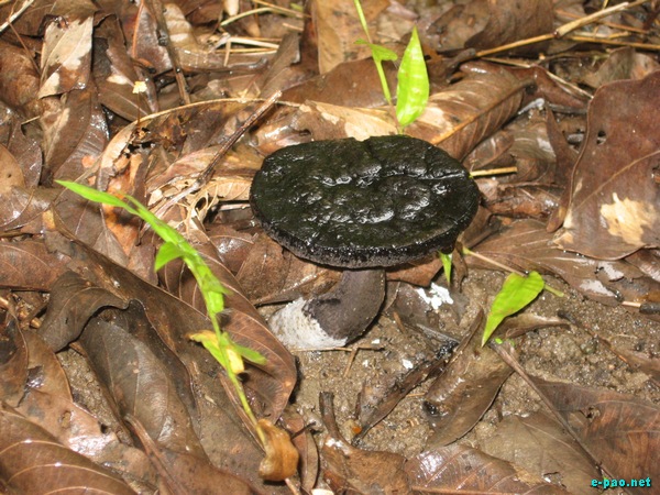 Wild Mushrooms found in Manipur :: October 2009
