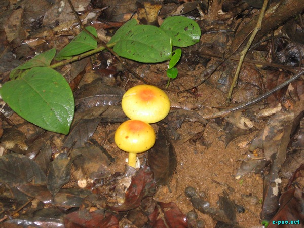 Wild Mushrooms found in Manipur :: October 2009