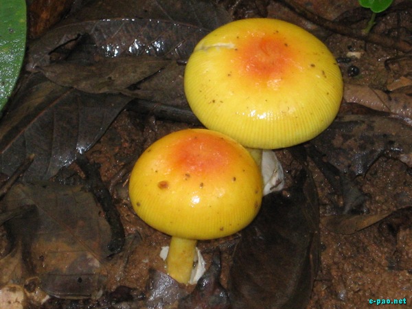 Wild Mushrooms found in Manipur