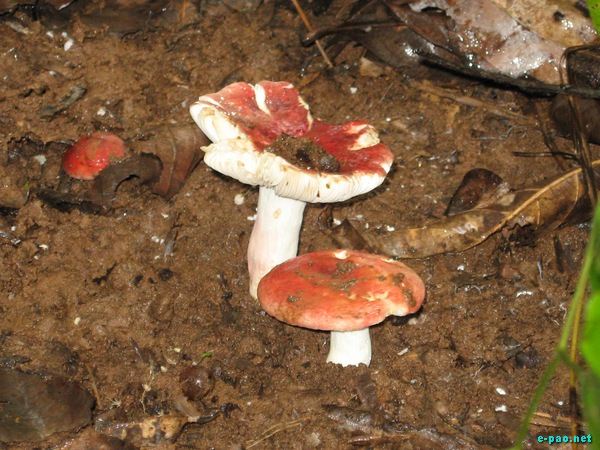 Wild Mushrooms found in Manipur :: October 2009