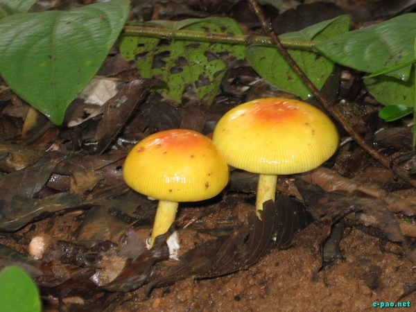 Wild Mushrooms found in Manipur :: October 2009